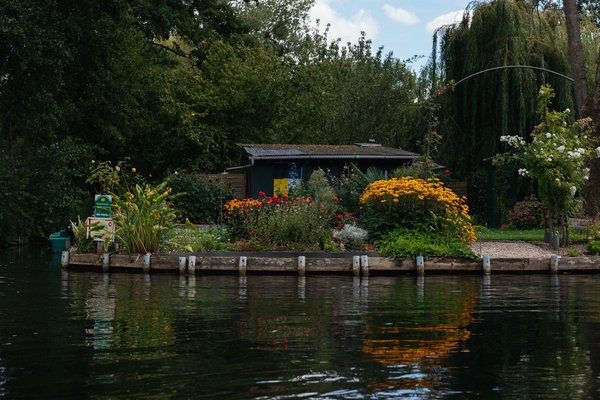 Best Plant Species to Attract Pollinators to Your Urban UK Garden